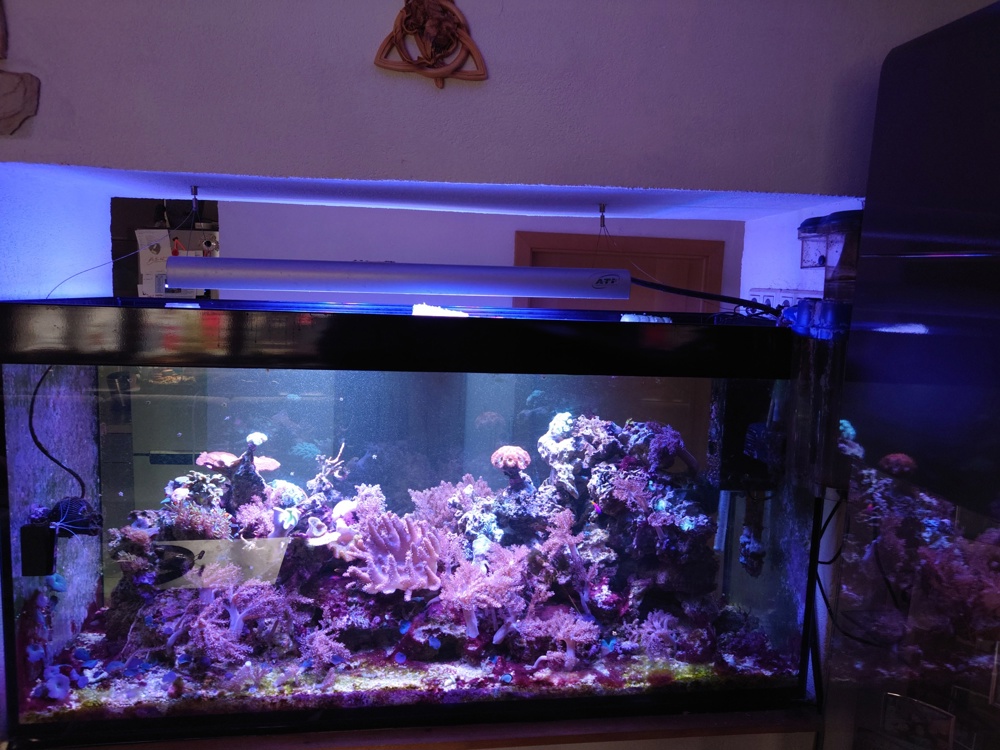 Meerwasseraquarium 500 liter