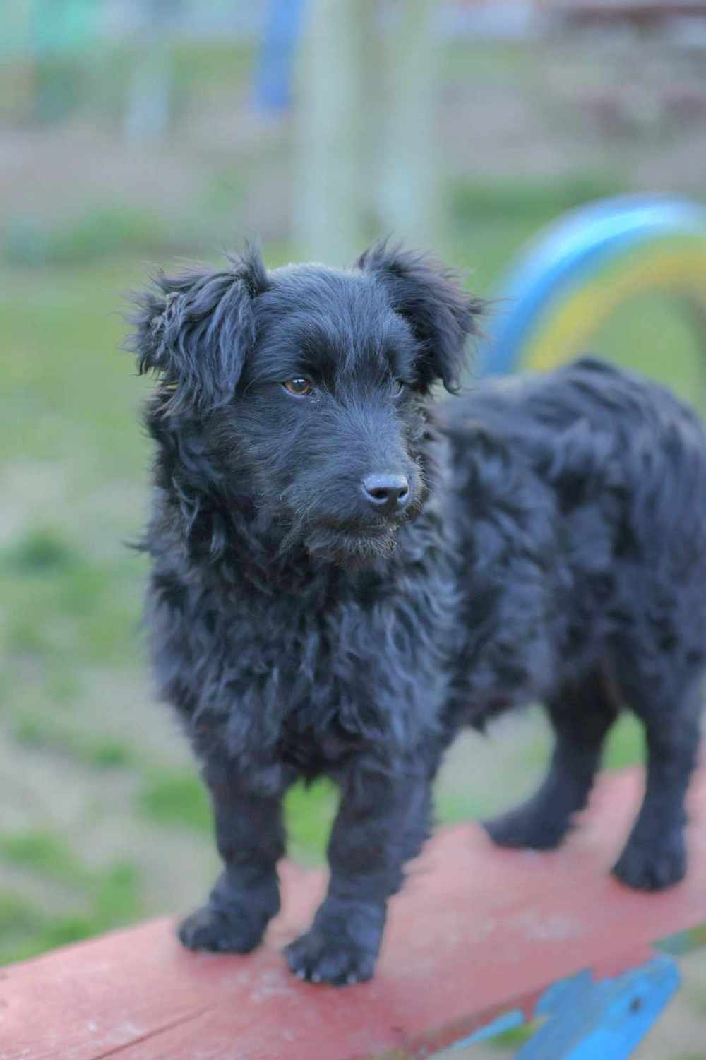 Terrier Kroatischer Schäferhund Welpe Hündin 7Mon 9kg kurzbeinig Video Ausreise nach Adoption