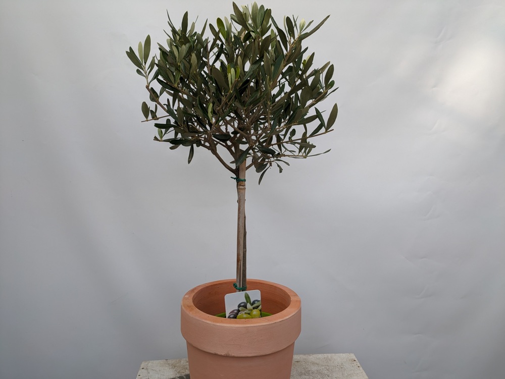 Olivenbaum 60cm