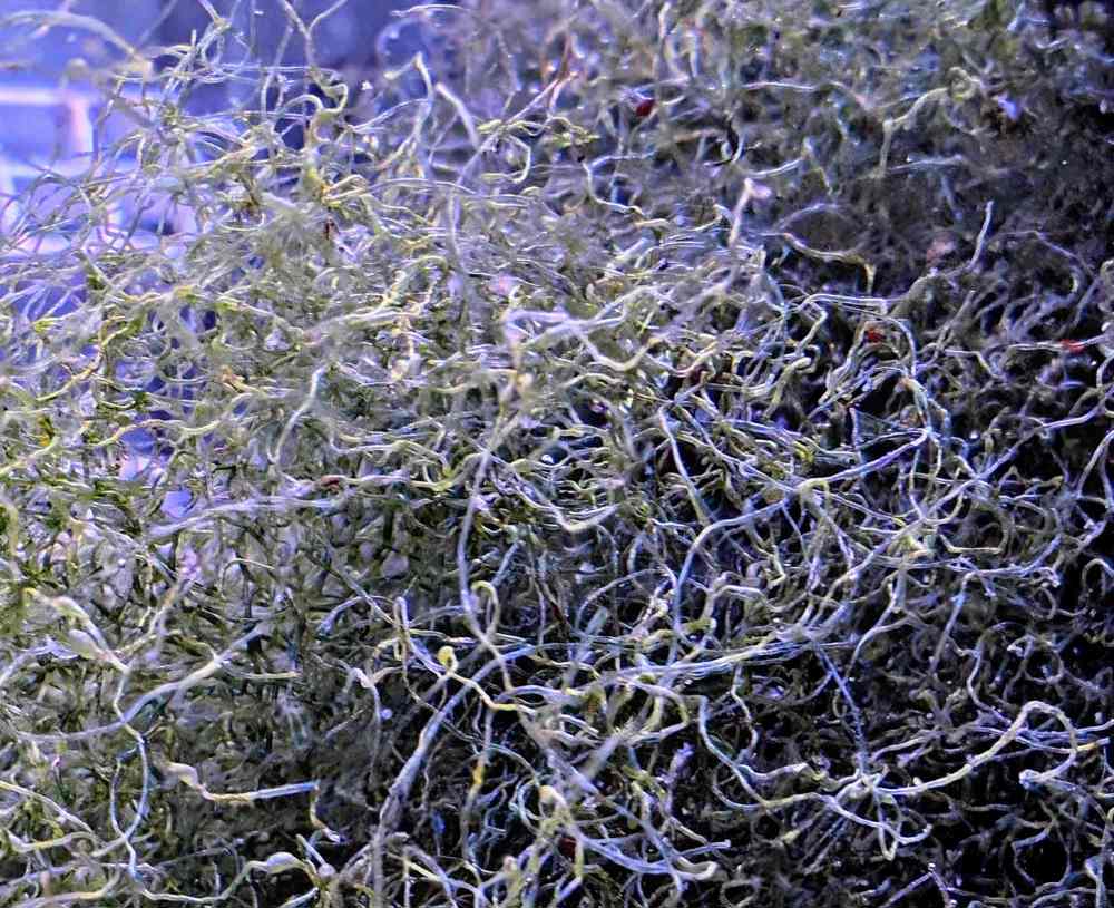 Korallenableger Dratalge