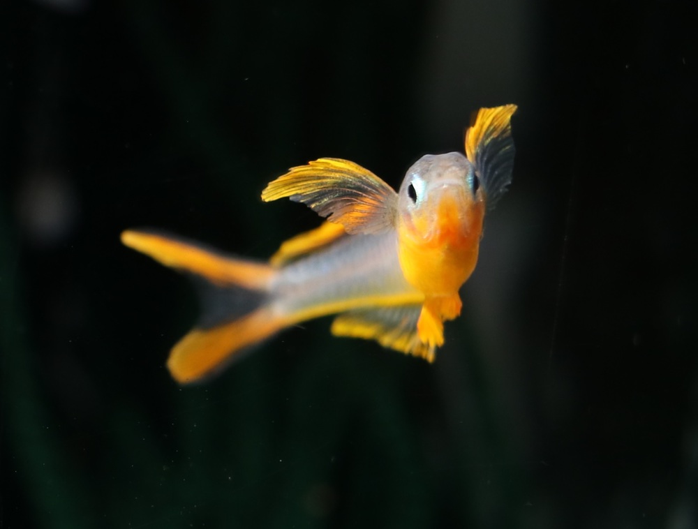 Gabelschwanz-Blauauge - Pseudomugil furcatus - Regenbogenfisch