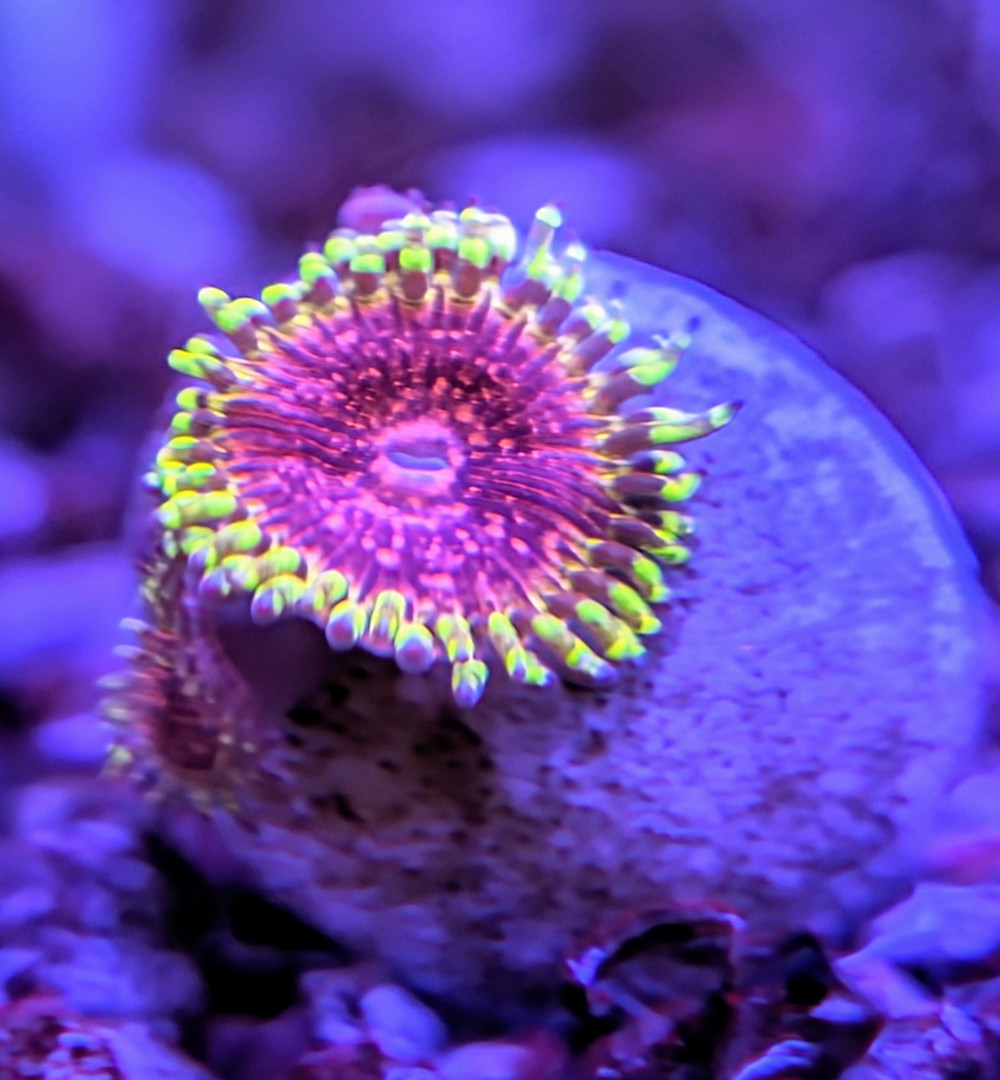 korallenableger Zoanthus 