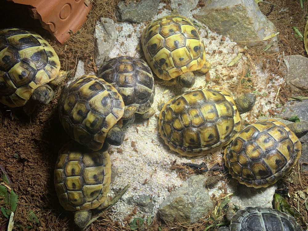 Griechische Landschildkröten (THB) Nachzucht 2022