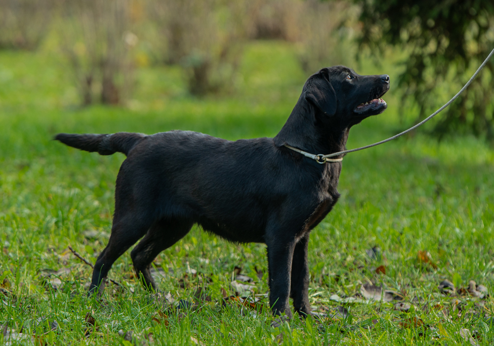 Labrador Retriever pedigree FCI 
