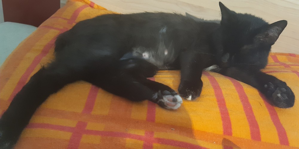 Katzen helfen mit kleinen Dingen!!!