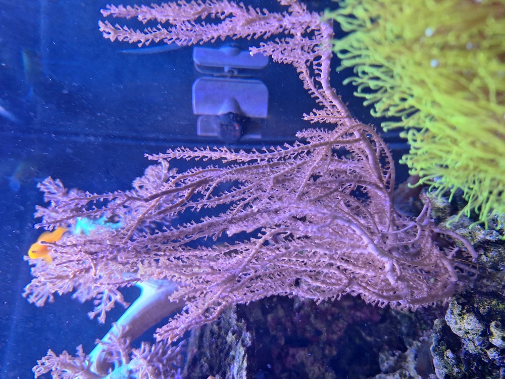 Gorgonien Ableger Koralle Meerwasser