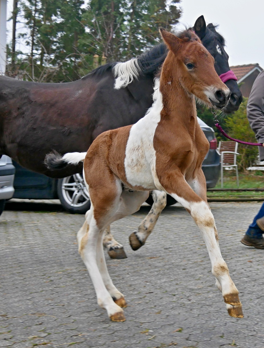Hengst Fohlen - Braunschecke - Pinto - Pony