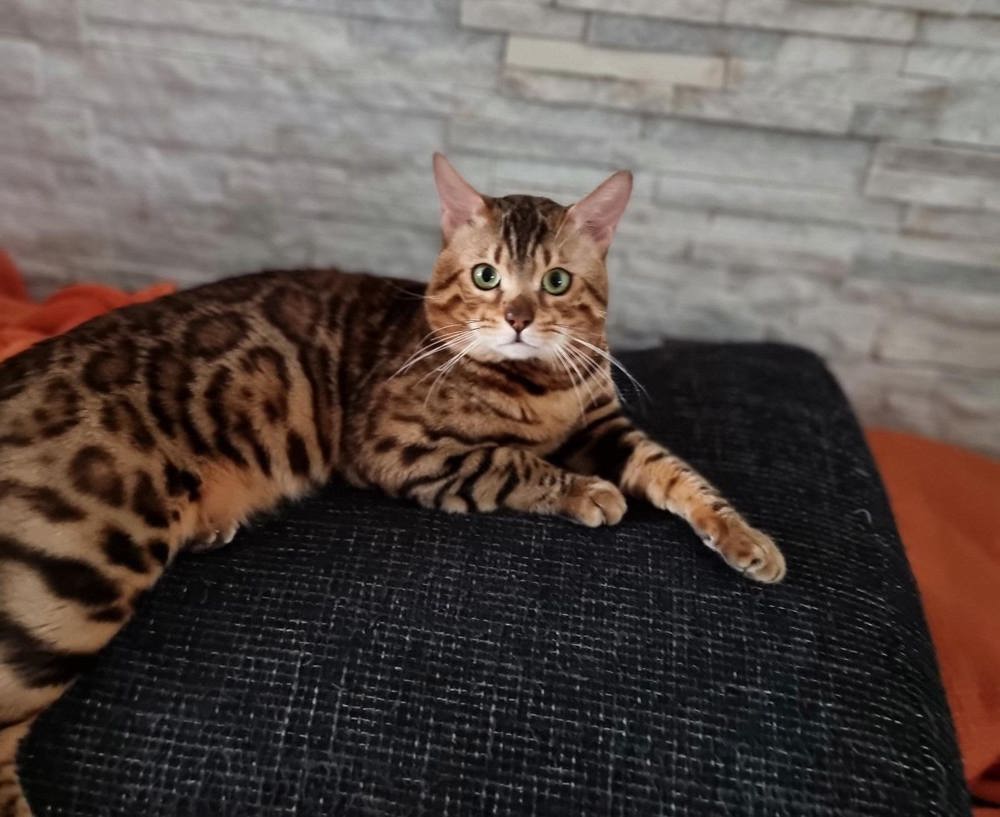 Bengal Cat (Deckkater) DIEGO