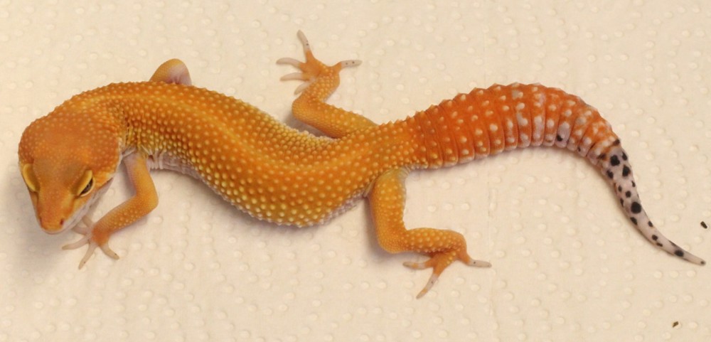 Leopardgecko 0.1 Blood Tangerine 