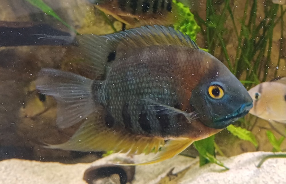 Heros efasciatus sp. Rotkeil Paar