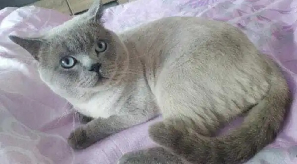 BKH Bluepoint Deckkater (kein Verkauf)