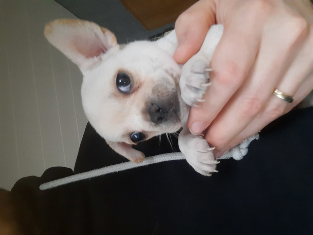 Süßer Frenchie Rüde , französische Bulldogge x Chihuahua 