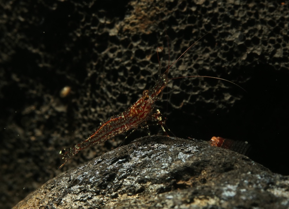 Caridina poso - White Orchid - Geröllgarnele - Sulawesi Garnele