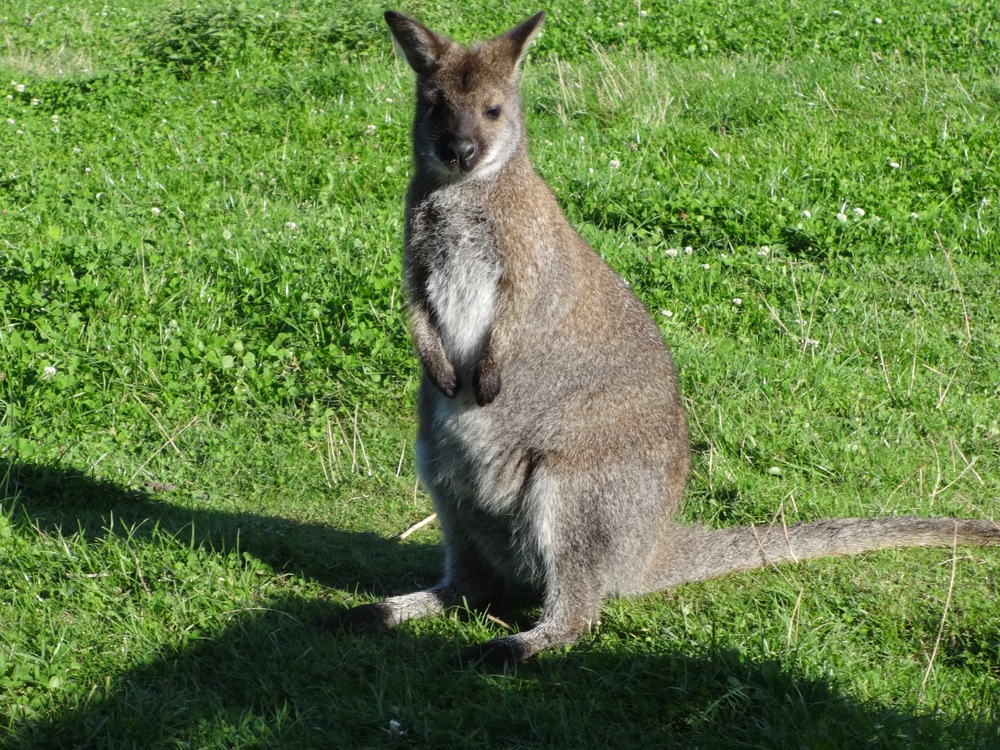 Wallaby Weibchen