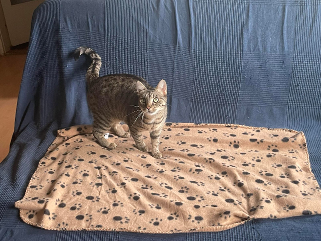 Gizella, verschmuste Katzendame, ca. 2 Jahre