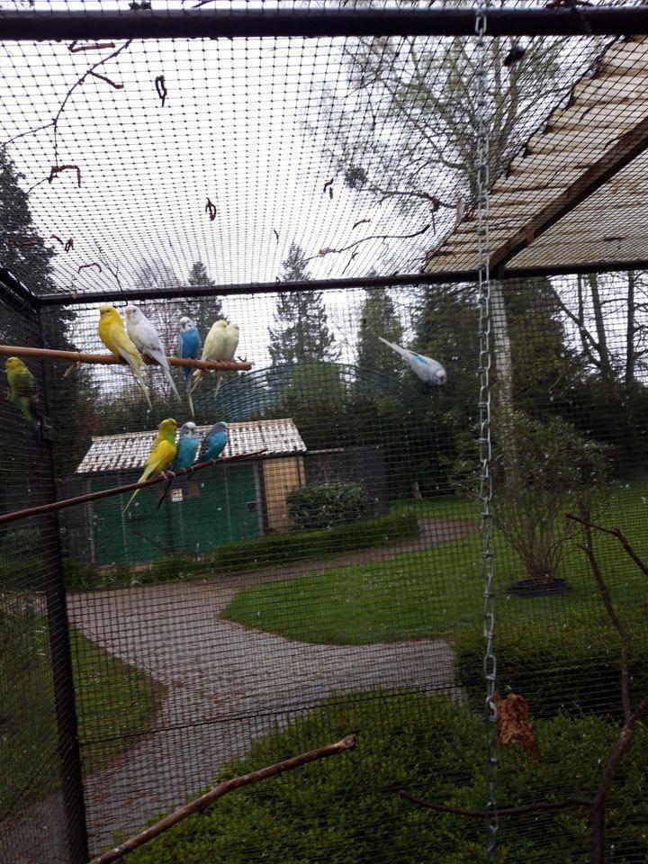 Vogelpark Leopoldshafen gibt Wellensittiche ab