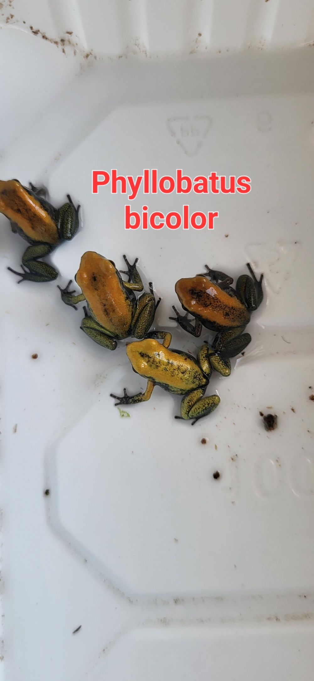 Zweifarbiger Blattsteiger Phyllobates bicolor gelb 