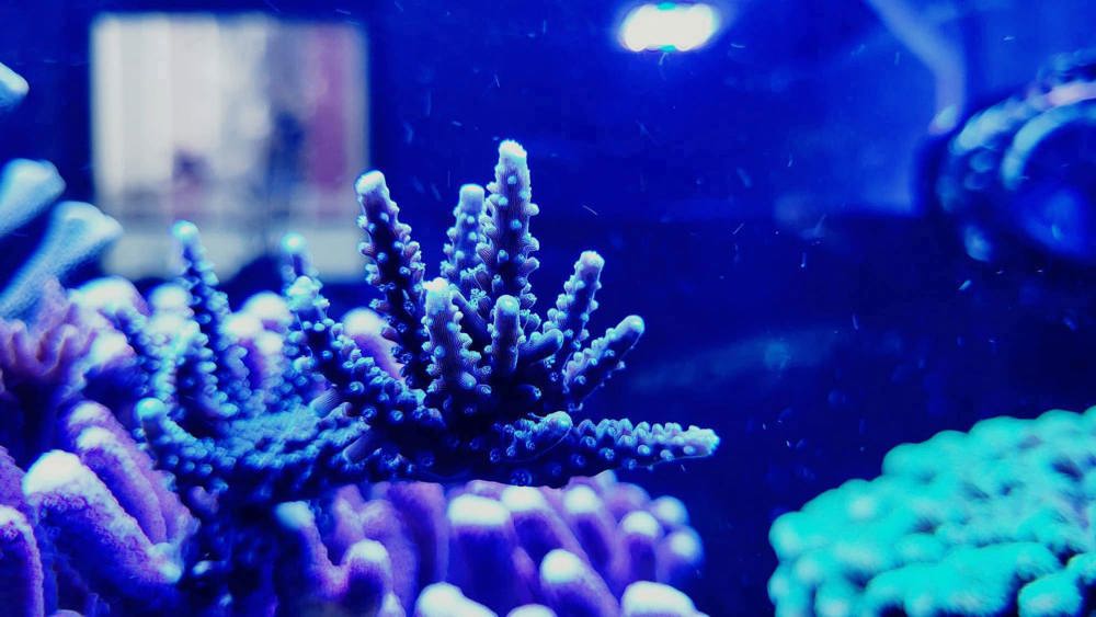 SPS Acropora Koralle blau