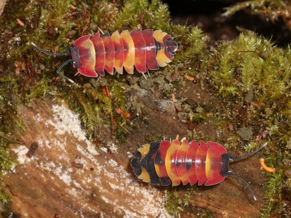 Merulanella sp. Scarlet - Asseln - Terrarium - Haustier - Isopod