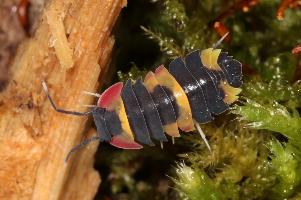 Merulanella sp. Tricolor - Asseln - Terrarium - Haustier - Isopod