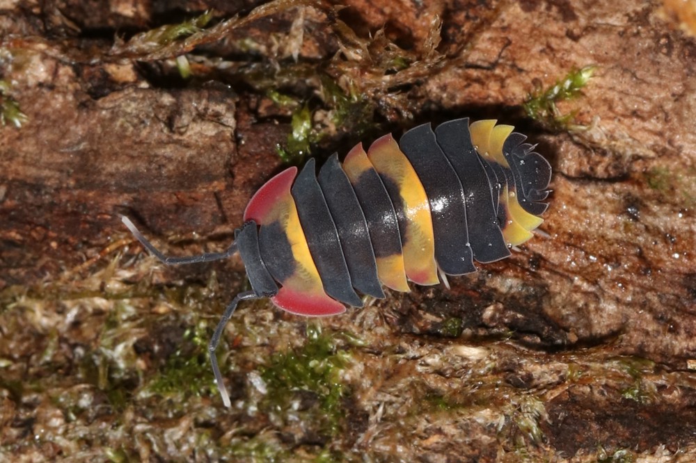 Merulanella sp. Tricolor - Asseln - Terrarium - Haustier - Isopod