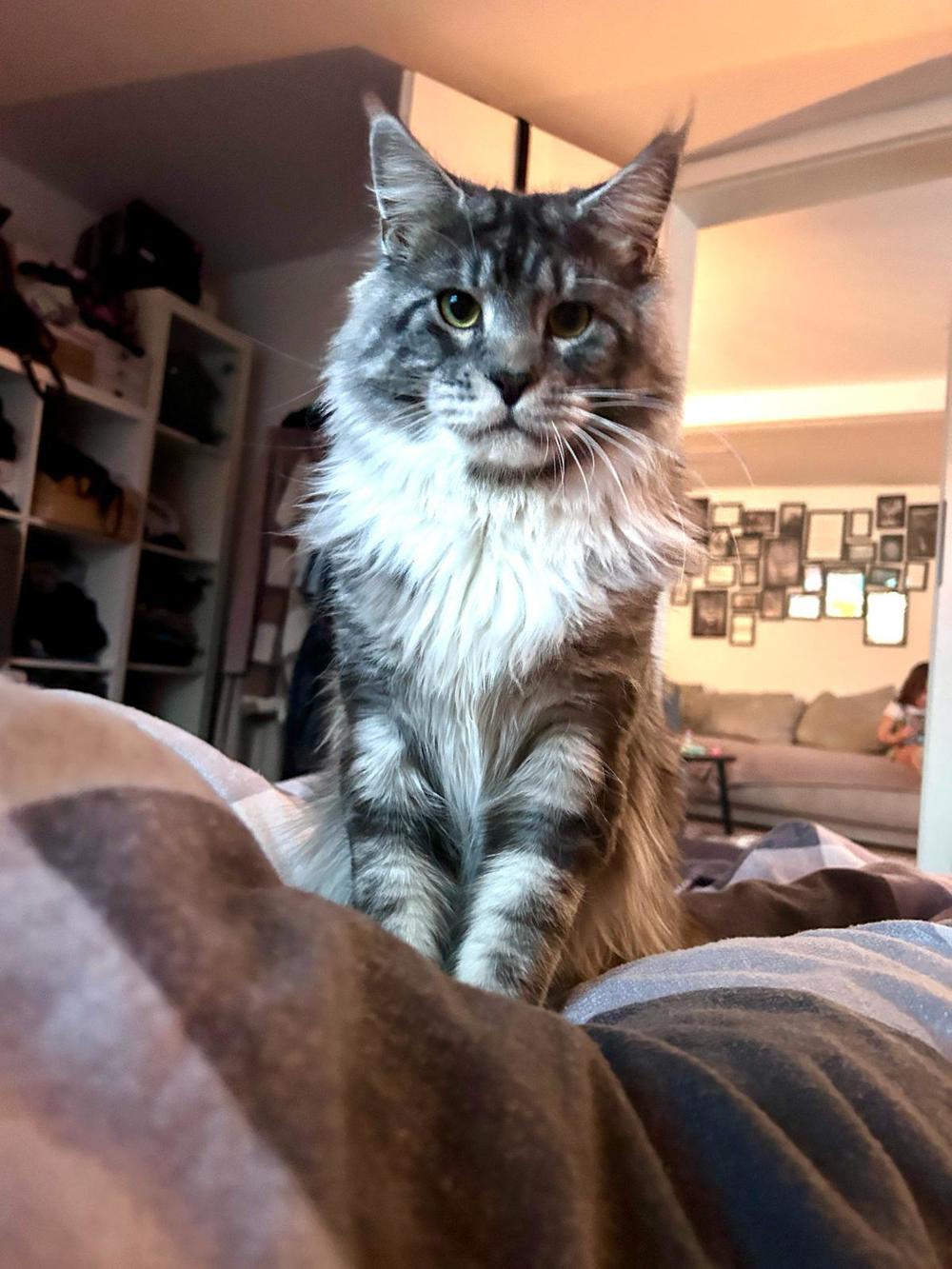 Maine coon Kater 