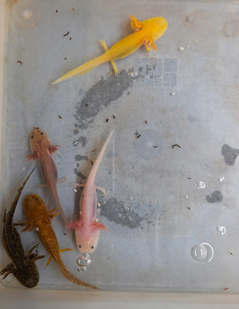 Axolotl Nachzucht 2024 auszugsbereit