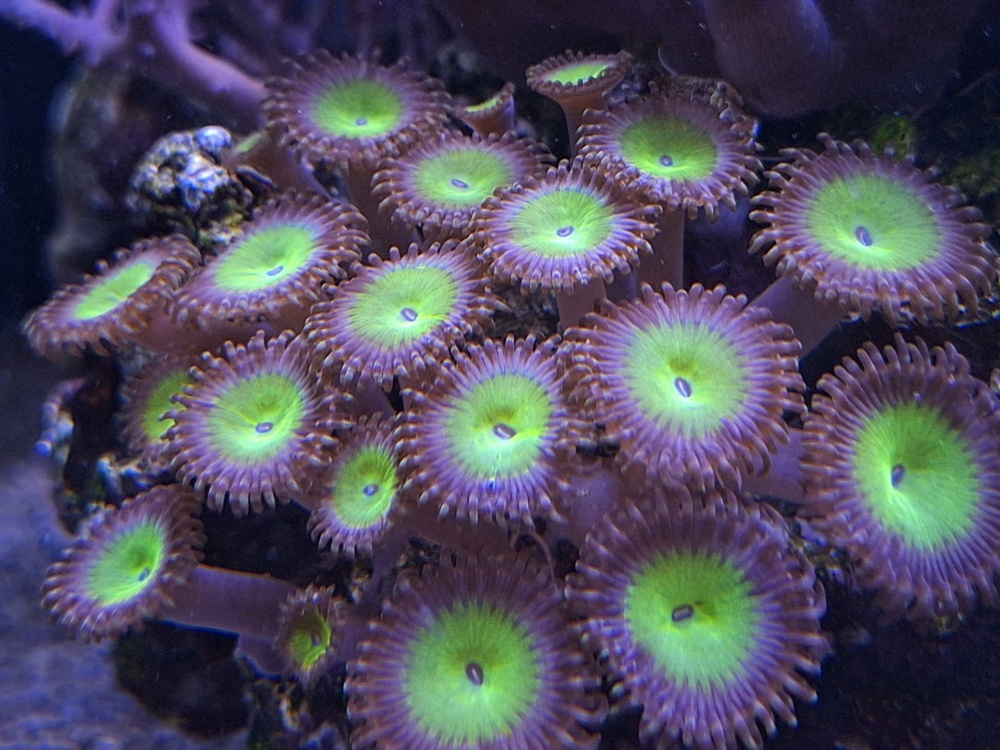 Zoanthus Krustenanemonen Ableger Koralle Meerwasser 