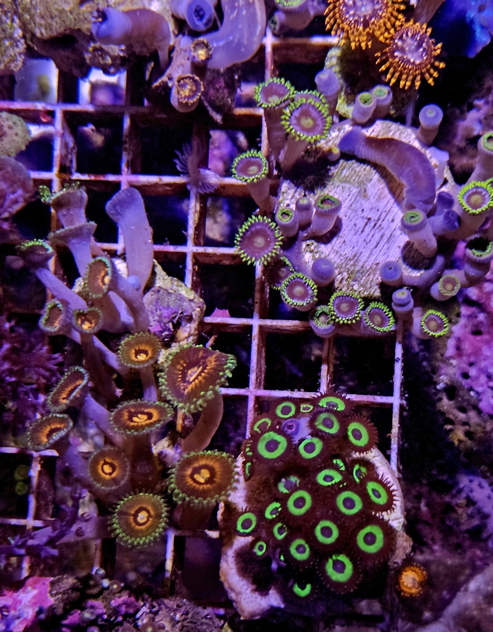 verschiedene Zoanthus Meerwasser Korallenableger