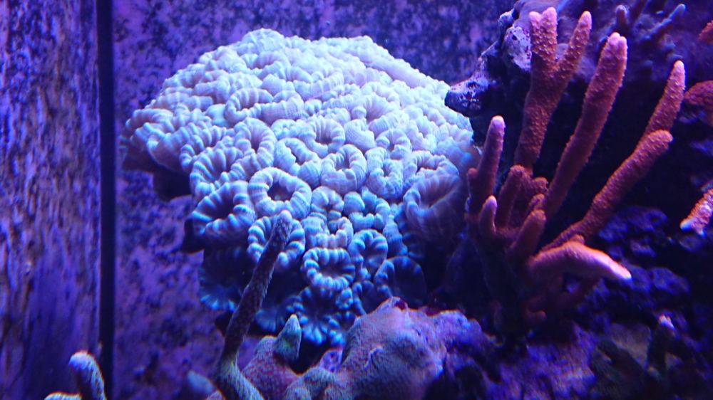 Korallen aus eigener Aufzucht abzugeben