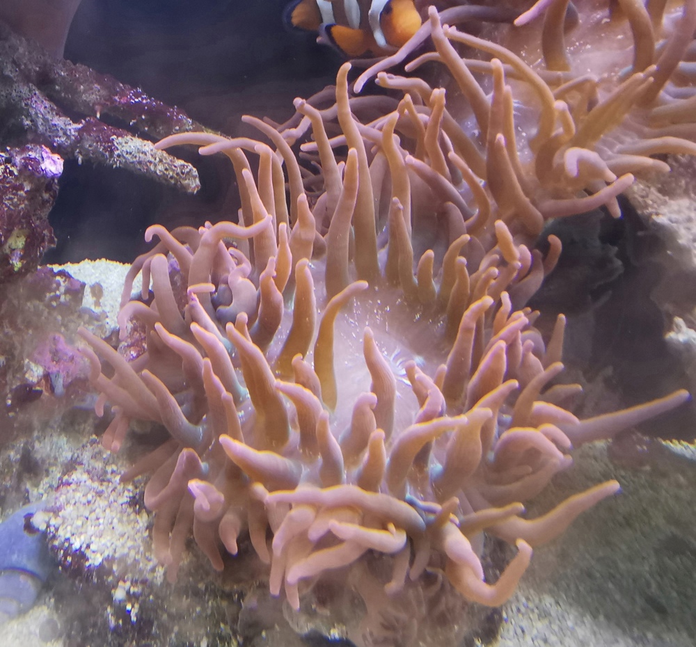 Korallen Anemonen
