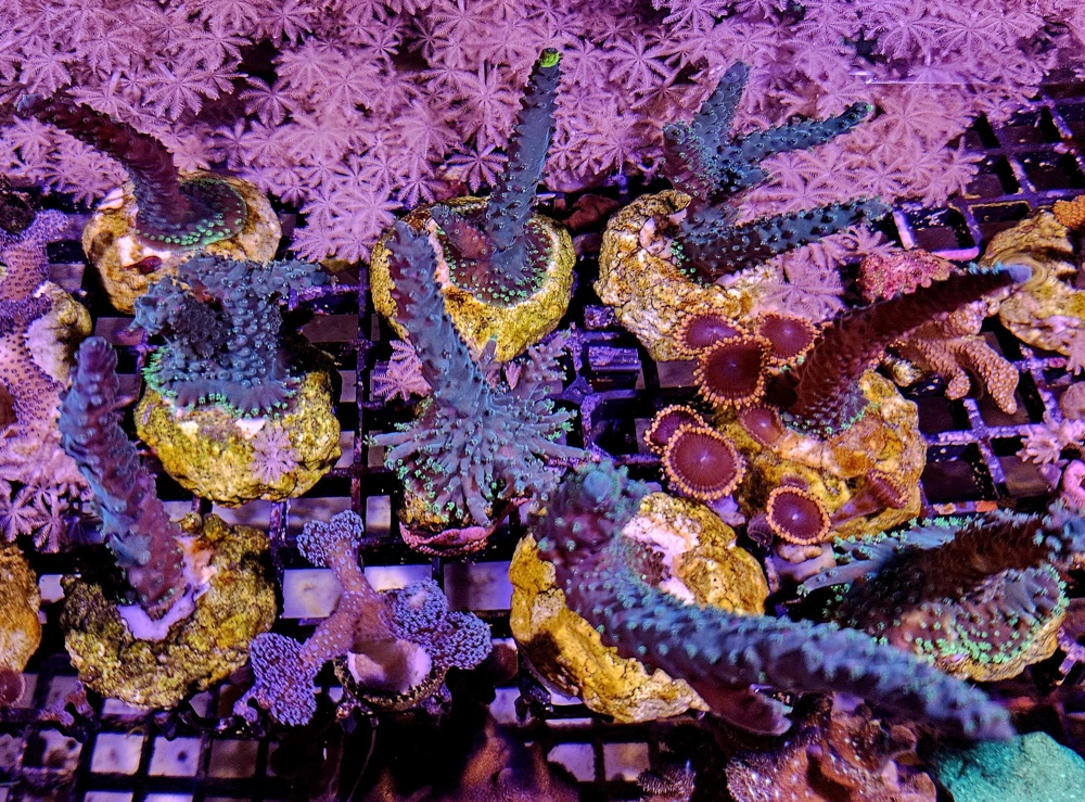 Acropora Staghorn Meerwasser Korallenableger