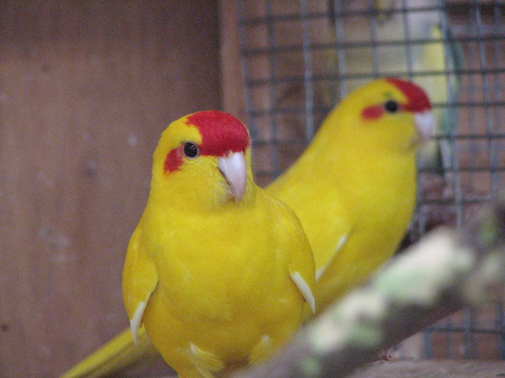 Junge Ziegensittiche in gelb
