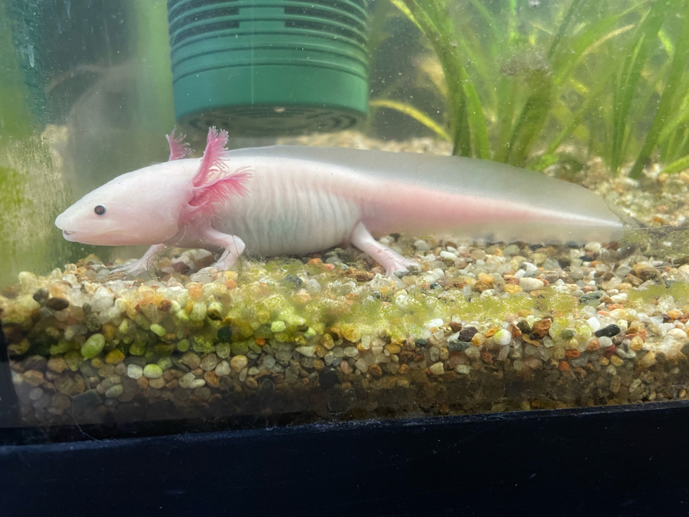 Axolotl suchen ein zu Hause 