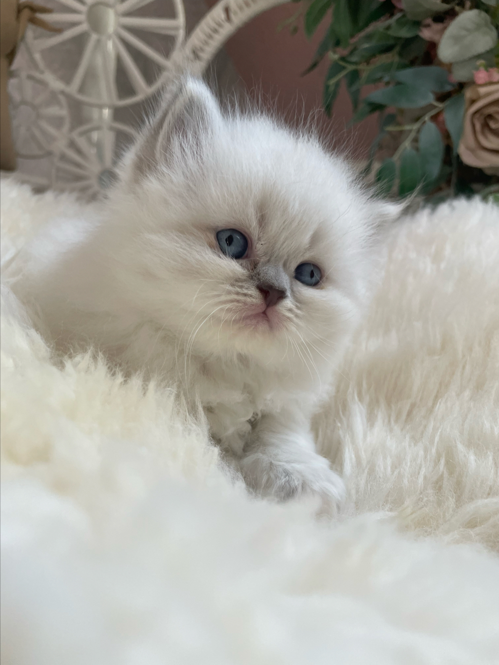 Perser kitten mit Blauen Augen 