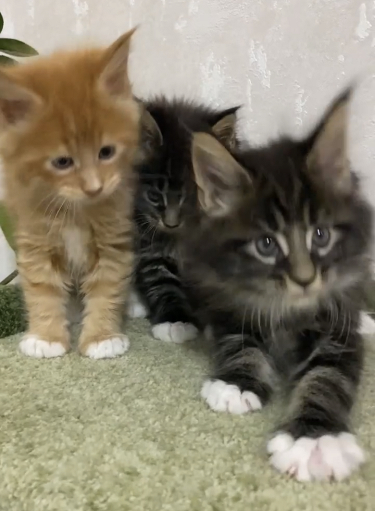 Maine Coon-Kätzchen suchen nun ein liebevolles Zuhause fürs Leben.