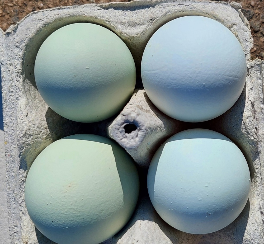 Bruteier Grünleger Blauleger 