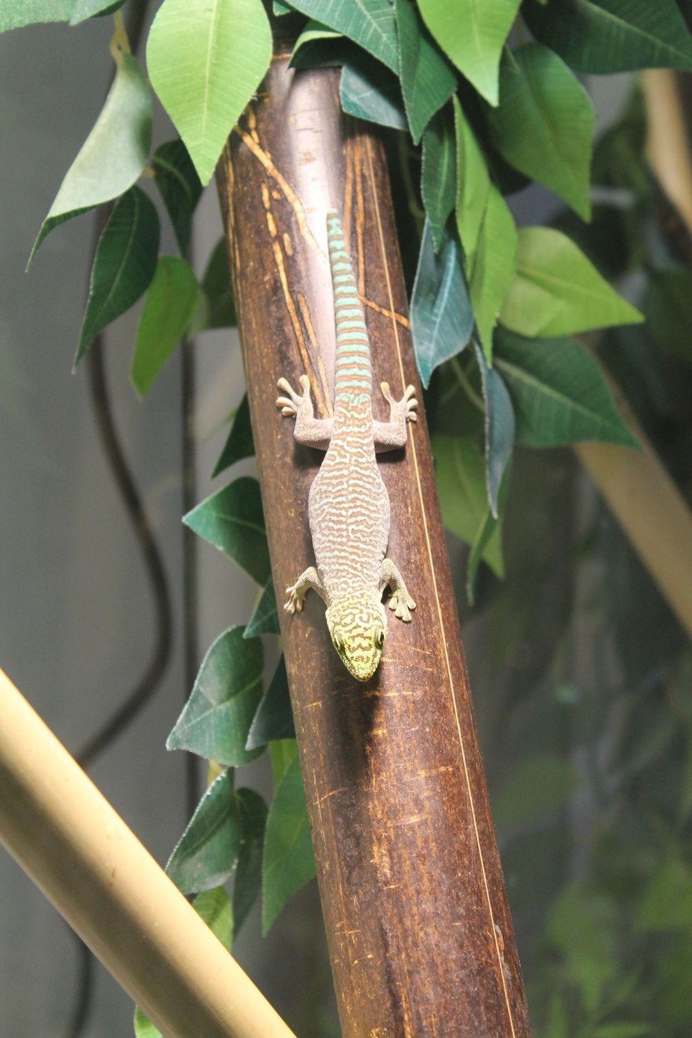 Phelsuma standingi, Querstreifentaggecko