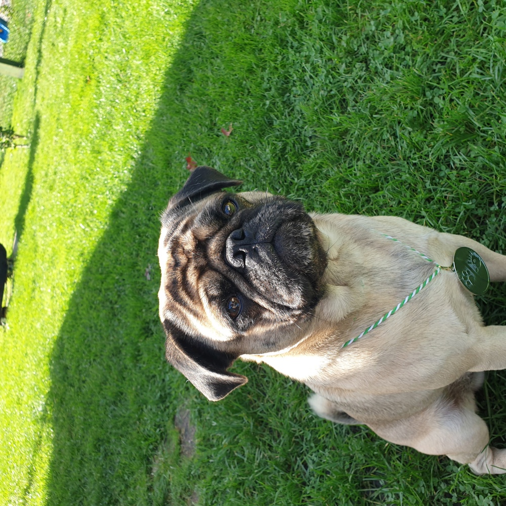 Mops ( Deckrüde)Kein Verkauf