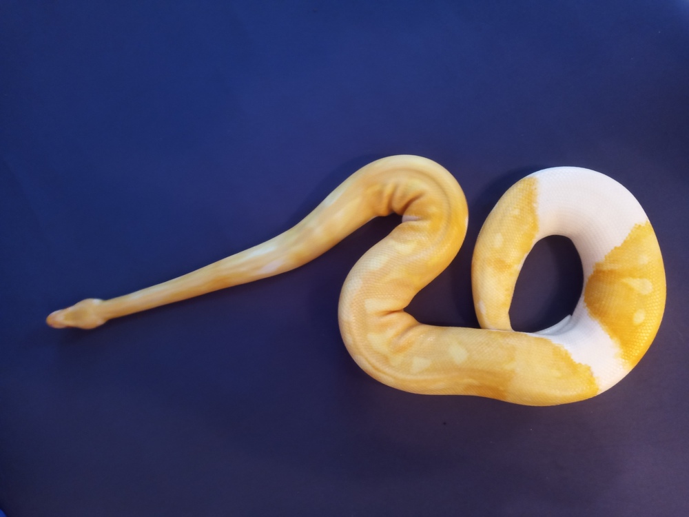 0.1 Albino Piebald DNZ 2019