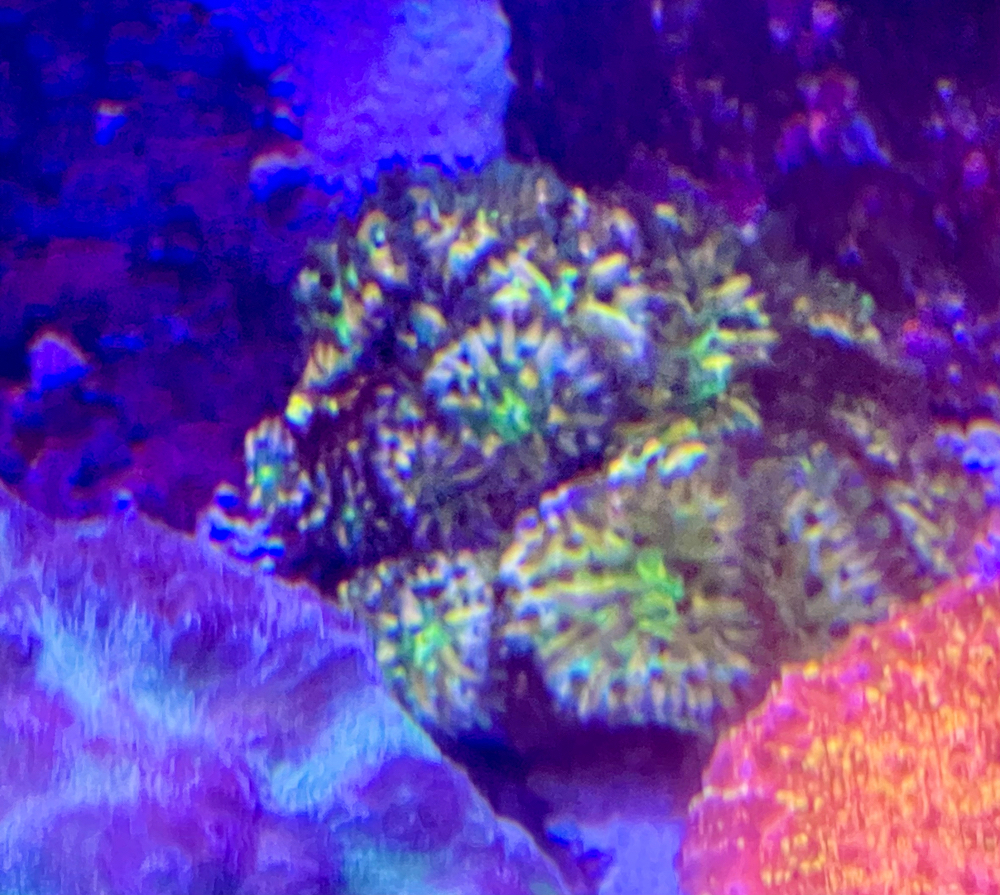 fungia rainbow koralle