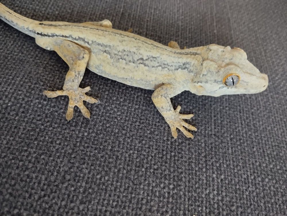 Gargoyle Gecko (Rhacodactylus auriculatus) 1.0