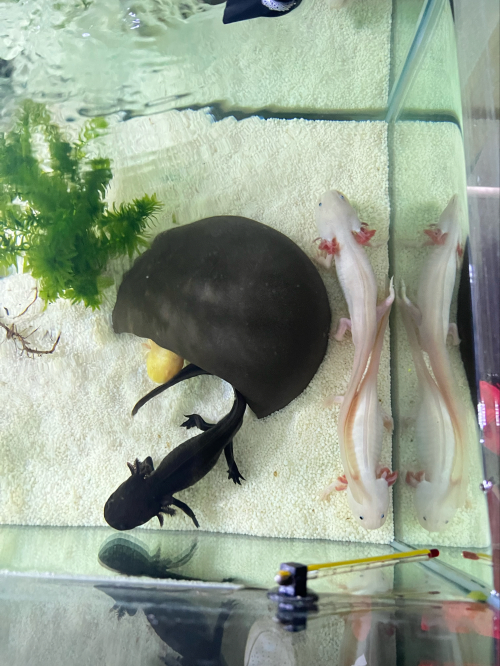 Komplett-Set+1,80 m Aquarium+Filter+Durchlaufkühler+Axolotl