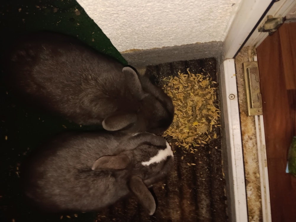 Zwei süße Kaninchen suchen ein neues zuhause 