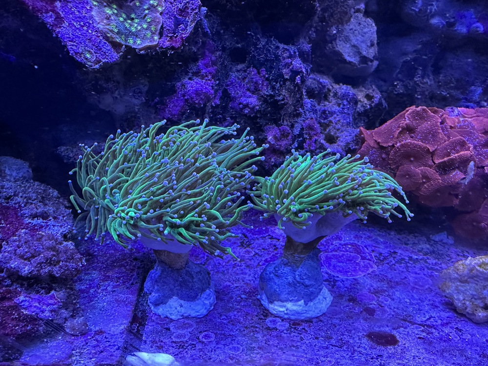 Euphyllia glabrescens Toxic Green   Koralle Meerwasser LPS