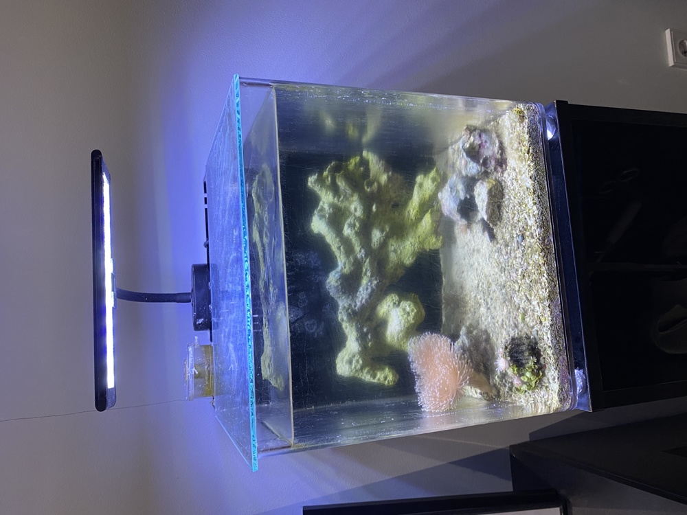 Nano Meerwasser Aquarium 