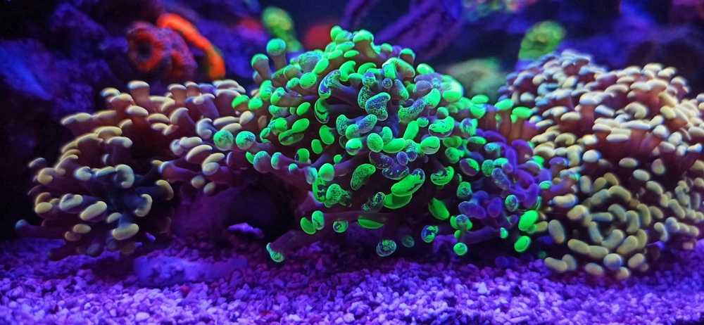 Koralle EuphylliaParaancora