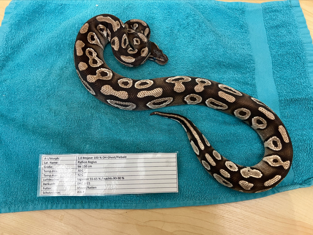 1.0 mojave DH 100% ghost pied