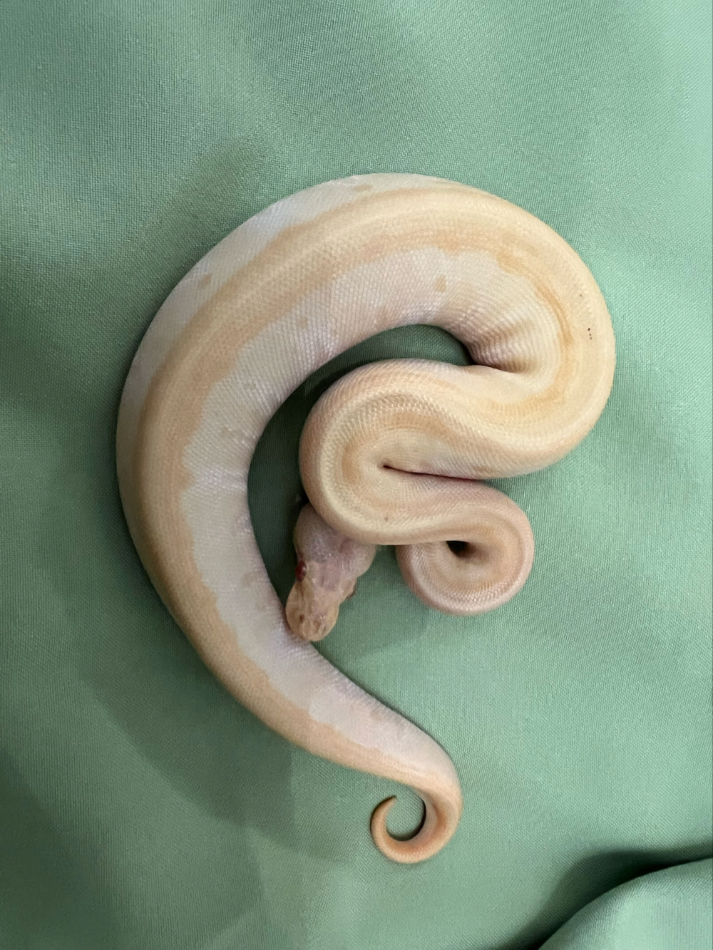 0.1 albino pinstrip