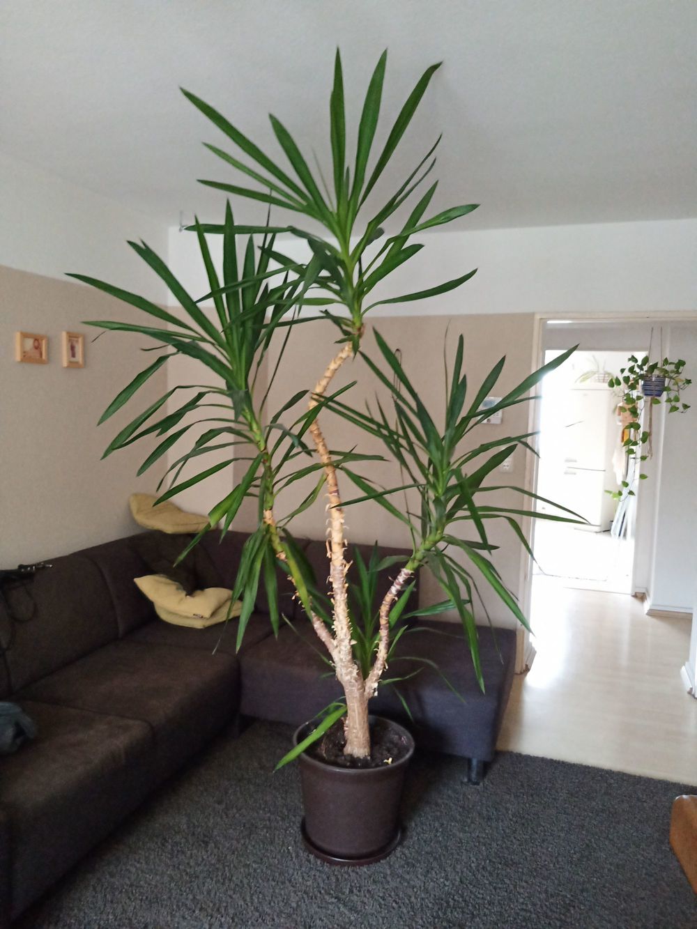 Yuccapalme 240 cm